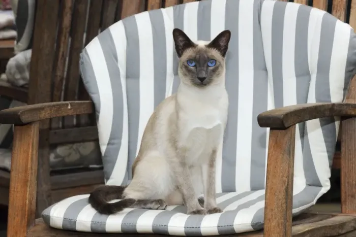 Framed Print : CAT. Blue point siamese cat sitting in a garden chair Framed Print : CAT. Blue point siamese cat sitting in a garden chair