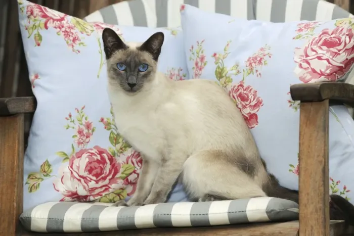 Framed Print : CAT. Blue point siamese cat sitting on a garden chair Framed Print : CAT. Blue point siamese cat sitting on a garden chair