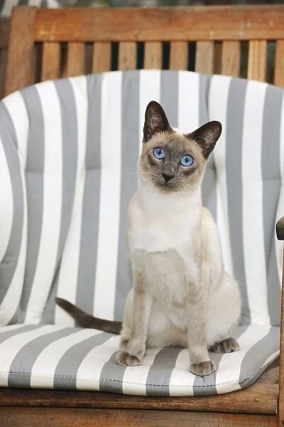 CAT. Blue point siamese cat sitting in a garden chair