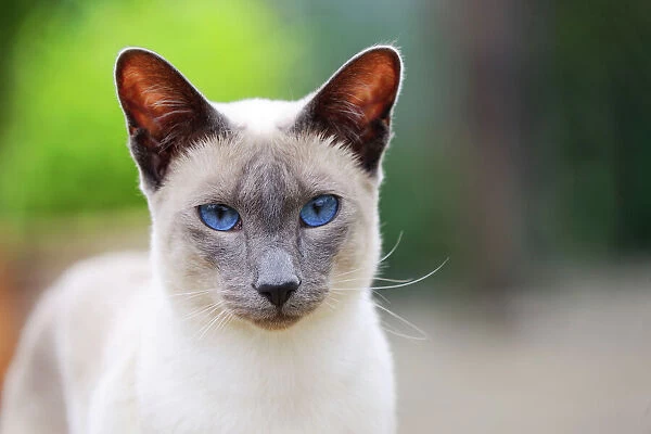CAT. Blue point siamese cat standing in the garden