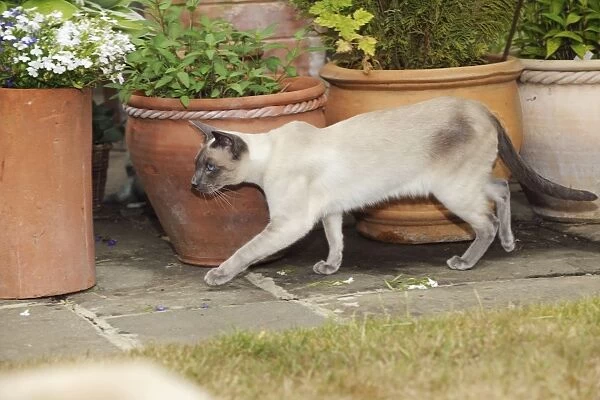 CAT. Blue point siamese cat walking in front of flower pots
