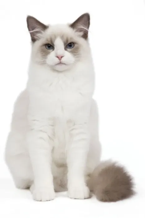 Framed Print : Cat - Blue Point White Ragdoll Framed Print : Cat - Blue Point White Ragdoll
