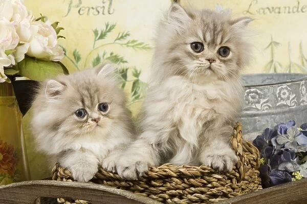 Cat - Blue Shaded Persian Kittens - in basket
