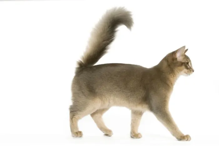 Framed Print : Cat - Blue Somali / long-haired Abyssinian in studio Framed Print : Cat - Blue Somali / long-haired Abyssinian in studio