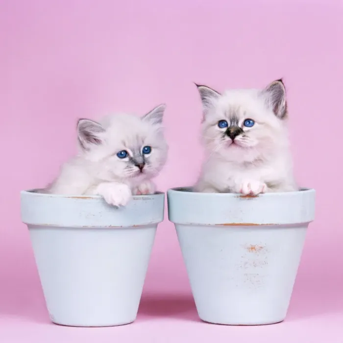 Framed Print : Cat - Blue Tabby Birman and Seal Tabby Birman Kittens in flowerpots Framed Print : Cat - Blue Tabby Birman and Seal Tabby Birman Kittens in flowerpots
