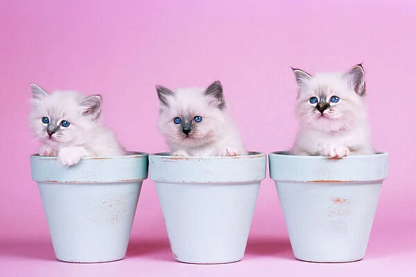 Cat - Blue Tabby, Seal Tabby & Blue Birman Kittens in flowerpots
