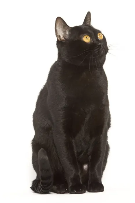 Framed Print : Cat - Bombay on hind legs in studio Framed Print : Cat - Bombay on hind legs in studio