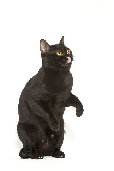 Cat - Bombay in studio on hind legs licking lips