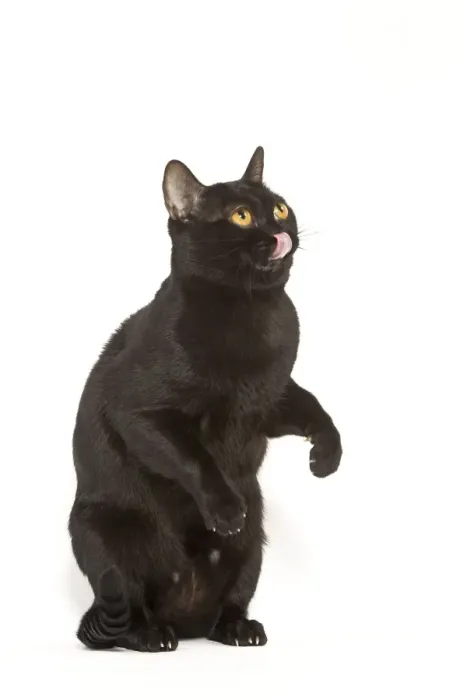 Framed Print : Cat - Bombay in studio on hind legs licking lips Framed Print : Cat - Bombay in studio on hind legs licking lips
