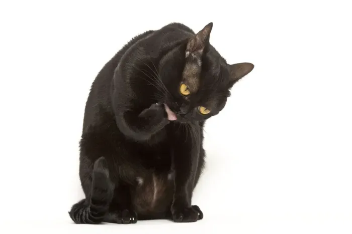 Framed Print : Cat - Bombay in studio licking paw Framed Print : Cat - Bombay in studio licking paw