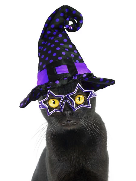 Cat ~ Bombay weaeringa Halloween witches hat