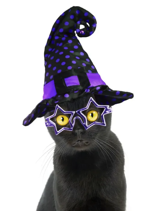 Framed Print : Cat ~ Bombay weaeringa Halloween witches hat Framed Print : Cat ~ Bombay weaeringa Halloween witches hat
