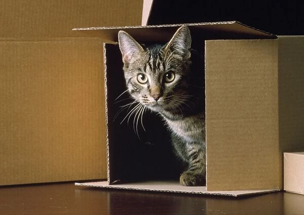 Cat - in a box
