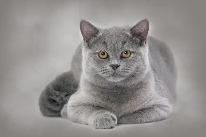 Framed Print : Cat - British Blue Framed Print : Cat - British Blue