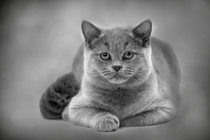 Framed Print : Cat - British Blue Framed Print : Cat - British Blue