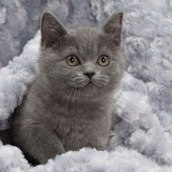 Cat - British Blue Shorthair kitten - in blanket