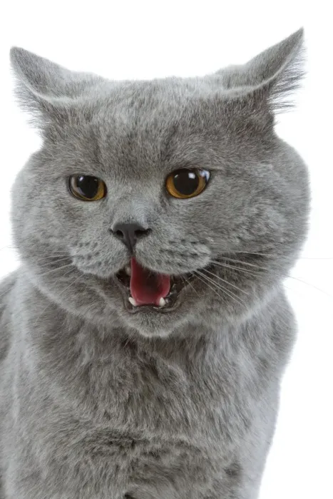 Framed Print : Cat - British Blue in studio Framed Print : Cat - British Blue in studio