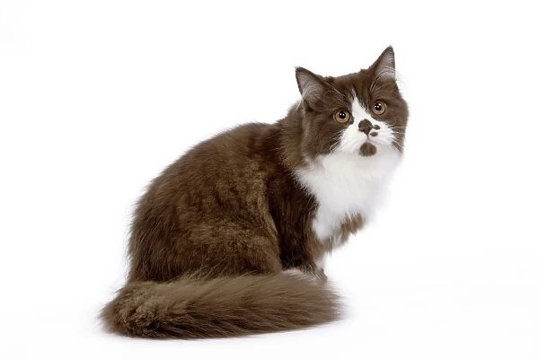 Cat - British long haired kitten