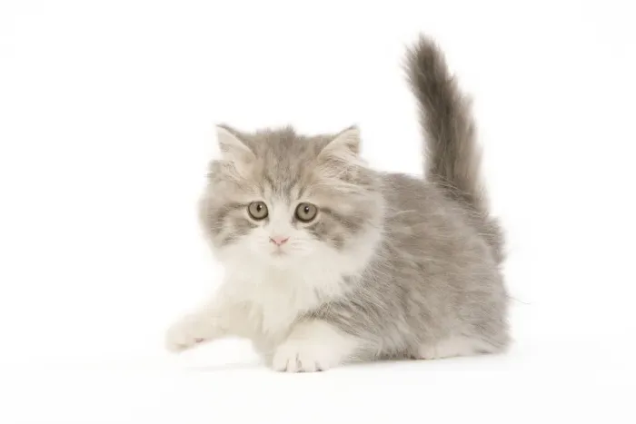 Framed Print : Cat - British longhair - 8 week old kitten Framed Print : Cat - British longhair - 8 week old kitten