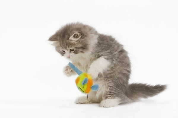 Cat - British longhair - 8 week old kitten playing with toy mouse