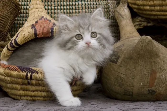 Framed Print : Cat - British longhair - 8 week old kitten in basket