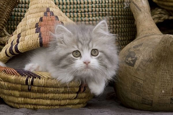 Cat - British longhair - 8 week old kitten in basket