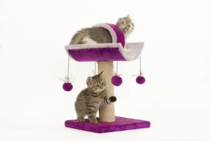 Framed Print : Cat - British longhair - 8 week old kitten playing on cat activity centre / scratch post Framed Print : Cat - British longhair - 8 week old kitten playing on cat activity centre / scratch post