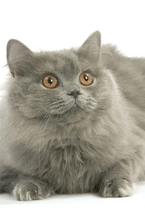 Framed Print : Cat - British longhair blue in studio Framed Print : Cat - British longhair blue in studio
