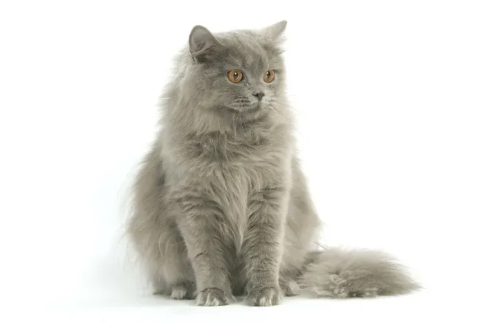 Framed Print : Cat - British longhair blue in studio Framed Print : Cat - British longhair blue in studio