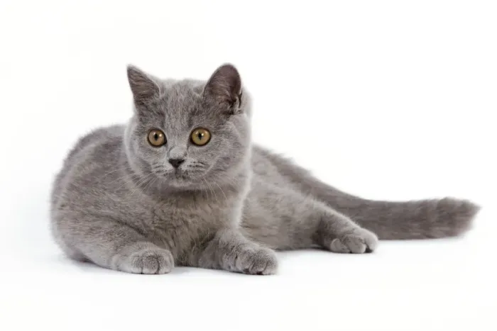 Framed Print : Cat - British Short Hair Blue - Kitten lying down Framed Print : Cat - British Short Hair Blue - Kitten lying down
