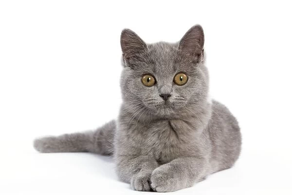 Cat - British Short Hair Blue - Kitten lying down