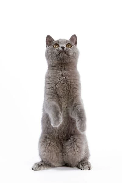 Cat - British Short Hair Blue - Kitten standing on hind legs