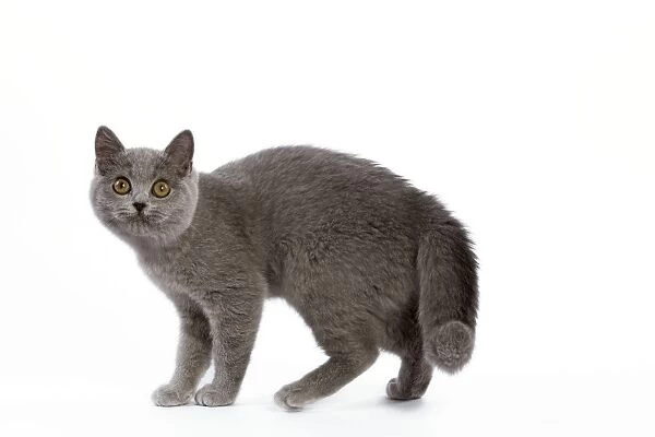 Cat - British Short Hair Blue - Kitten walking