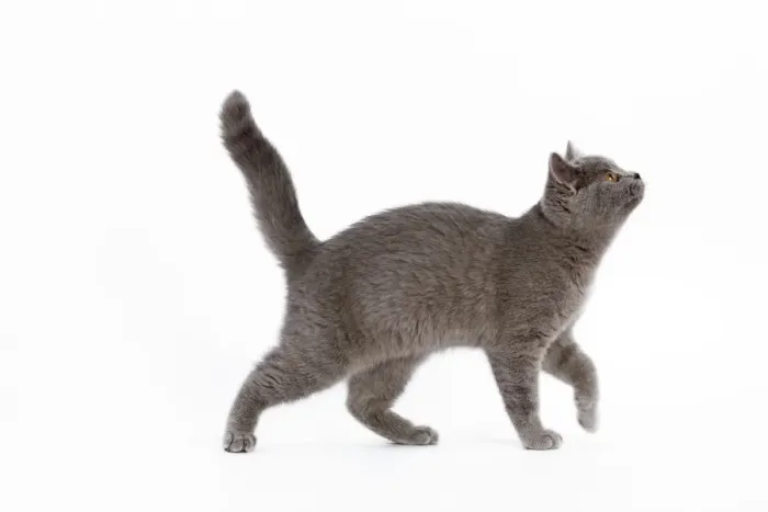 Framed Print : Cat - British Short Hair Blue - Kitten walking - looking up Framed Print : Cat - British Short Hair Blue - Kitten walking - looking up