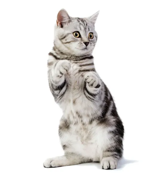 British Short Hair Silver Spotted Cat Print Art Prints