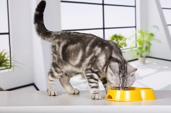 Cat - British Short Hair Silver Spotted - feeding from bowl