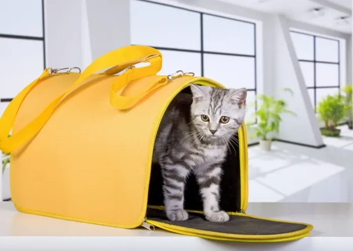 Framed Print : Cat - British Short Hair Silver Spotted - in travel carrier / transporter Framed Print : Cat - British Short Hair Silver Spotted - in travel carrier / transporter