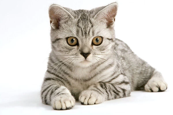 Cat - British Short-haired, silver tabby spotted kitten