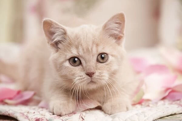 Cat - British Shorthair 3 month old kitten
