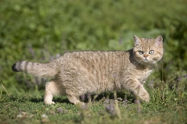 Cat - British shorthair