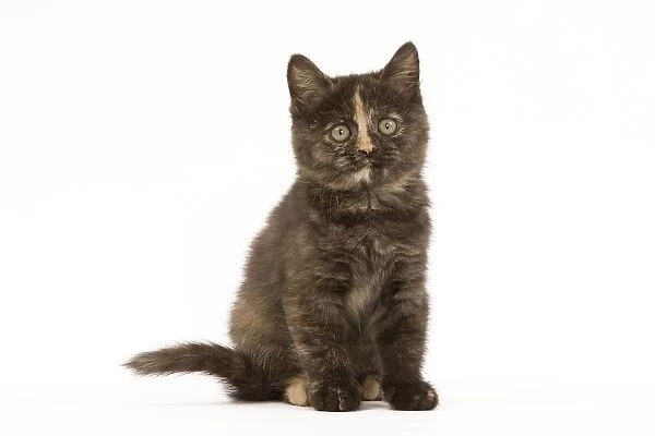 Cat - British Shorthair - 8 week old kitten