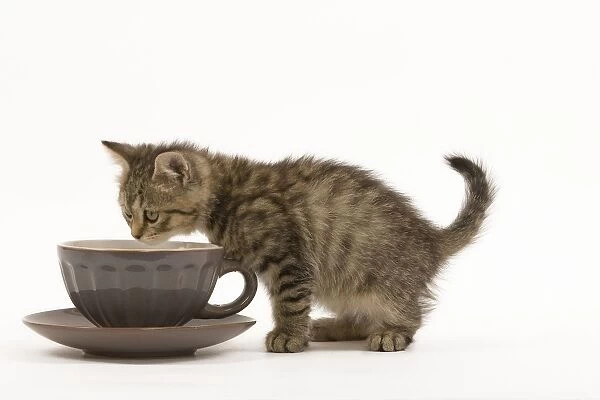 Cat - British Shorthair - 8 week old kitten sniffing teacup