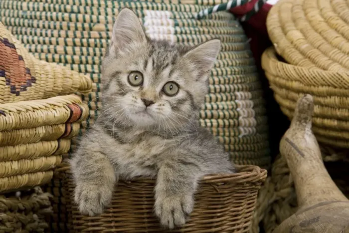 Framed Print : Cat - British Shorthair - 8 week old kitten in basket Framed Print : Cat - British Shorthair - 8 week old kitten in basket