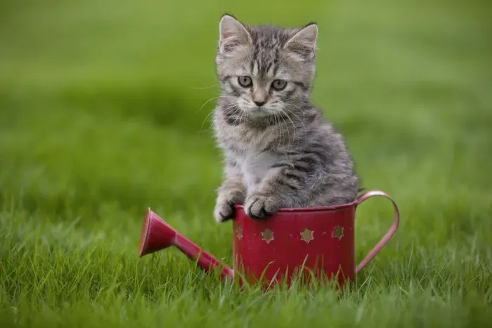 Framed Print : Cat - British Shorthair - 8 week old kitten sitting in watering can Framed Print : Cat - British Shorthair - 8 week old kitten sitting in watering can