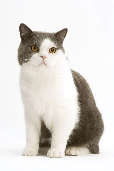Cat - British Shorthair, bicolor white and blue