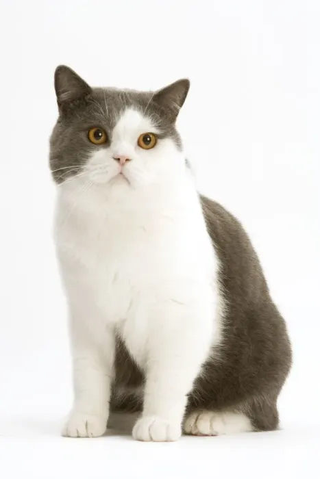 Framed Print : Cat - British Shorthair, bicolor white and blue Framed Print : Cat - British Shorthair, bicolor white and blue