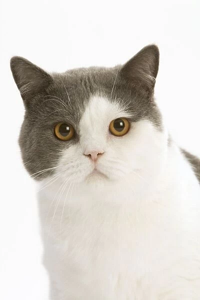 Cat - British shorthair bicolor white and blue in studio