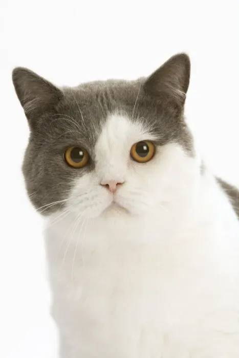 Framed Print : Cat - British shorthair bicolor white and blue in studio Framed Print : Cat - British shorthair bicolor white and blue in studio