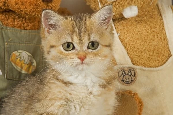 Cat - British Shorthair kitten