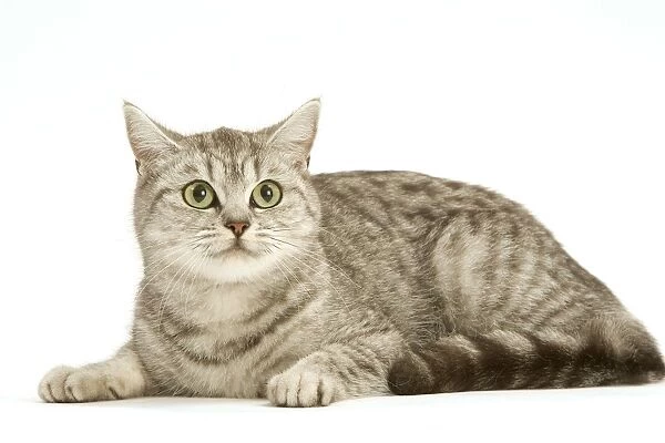 Cat - British shorthair kitten
